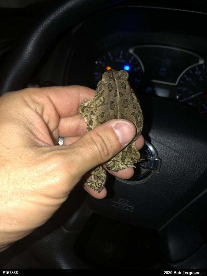Fowler's Toad