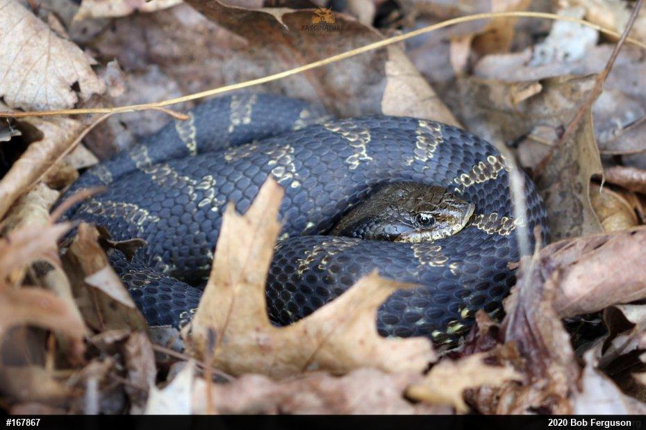 Eastern Hog-nosed Snake