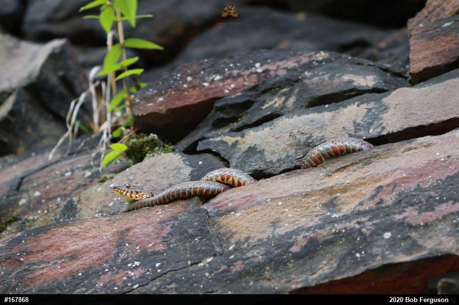 Northern Watersnake