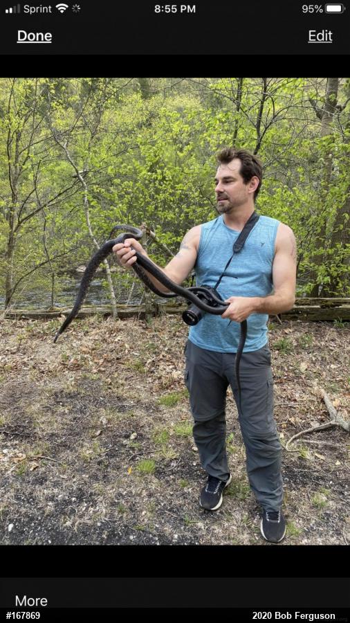 Eastern Ratsnake