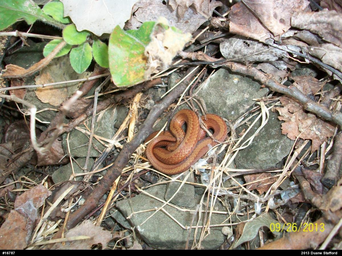 Red-bellied Snake