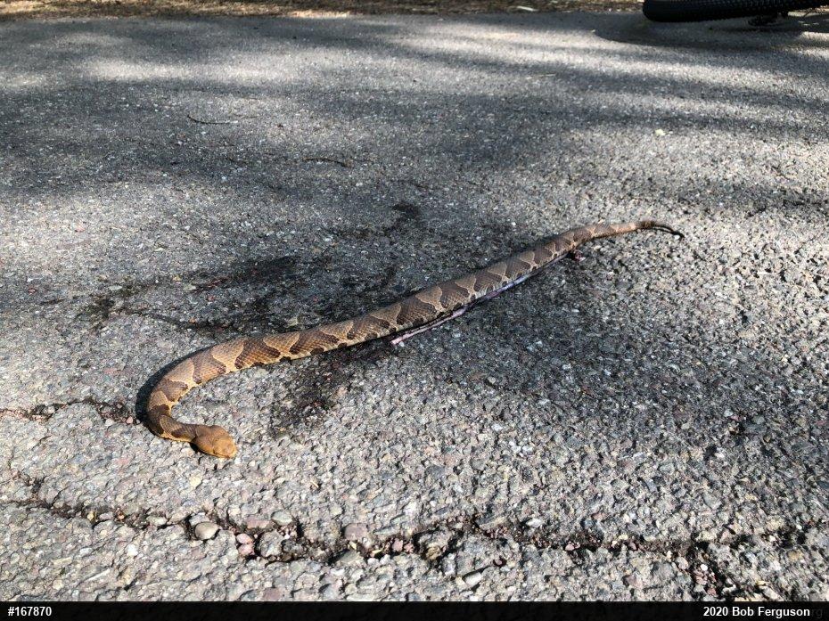 Northern Copperhead