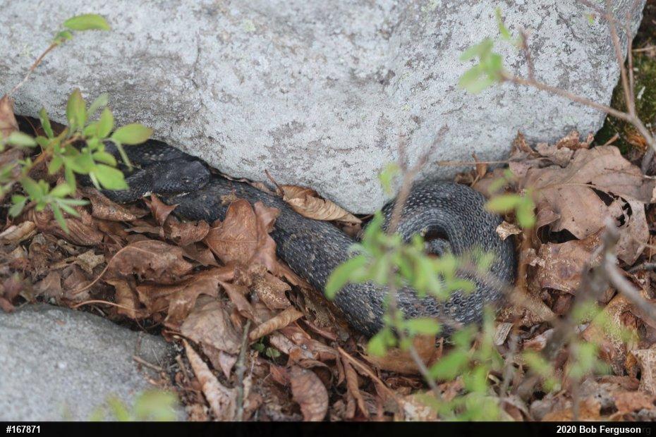 Timber Rattlesnake