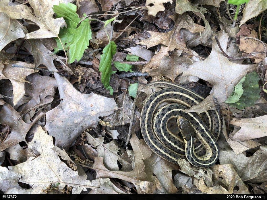 Eastern Gartersnake