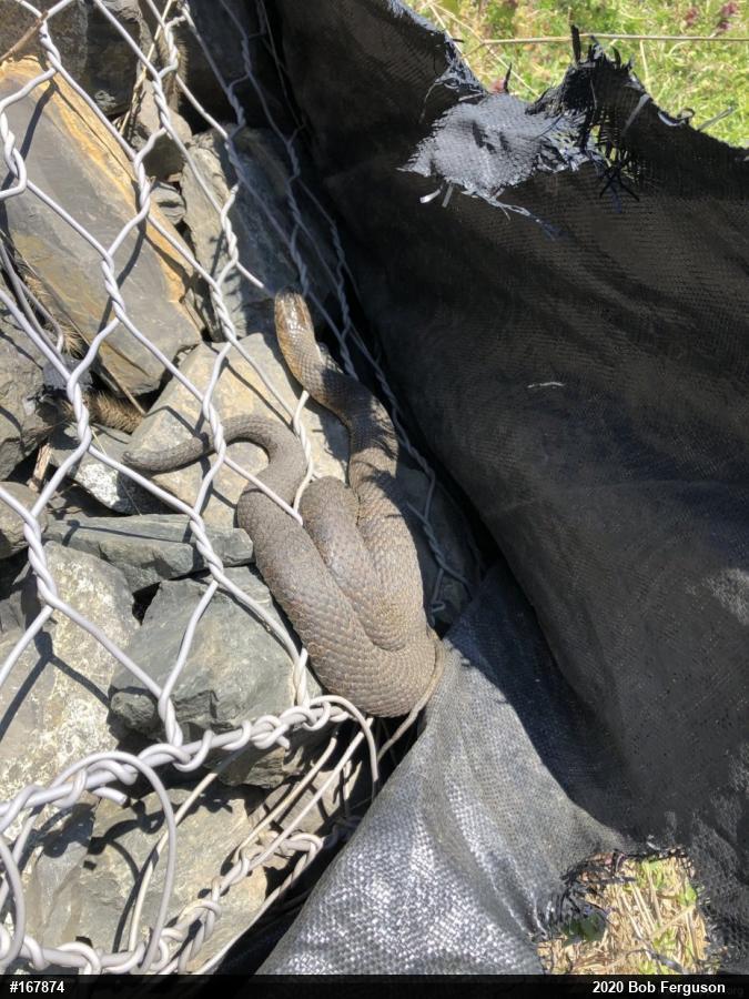 Northern Watersnake