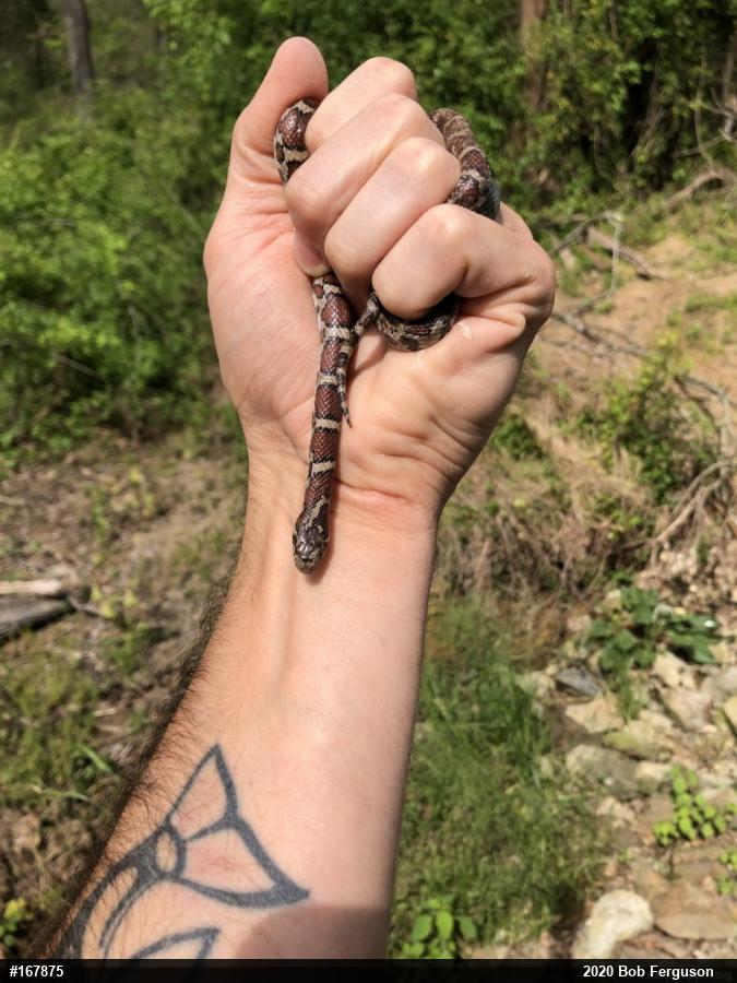Eastern Milksnake