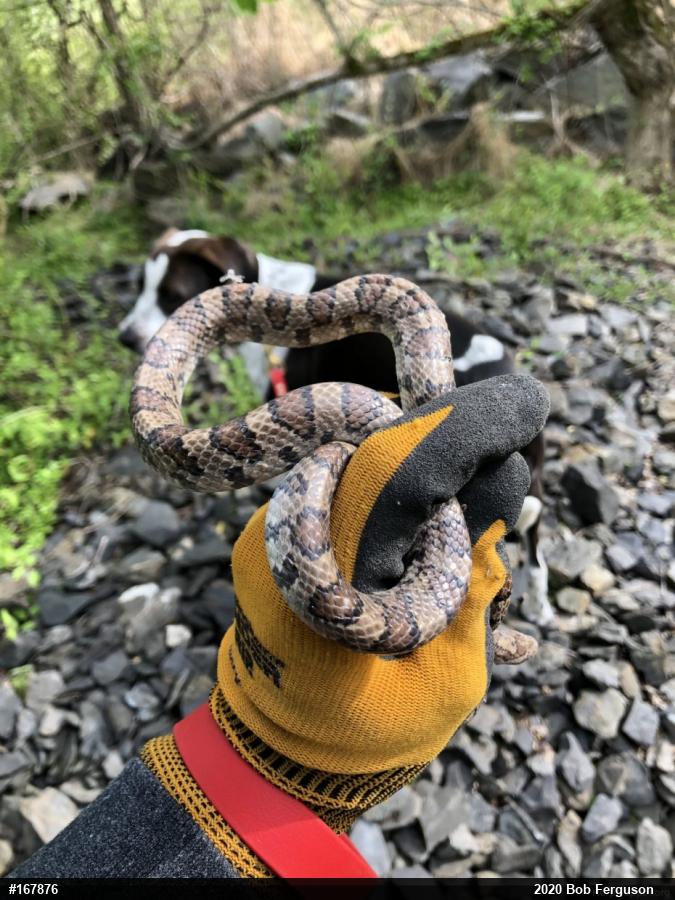 Eastern Milksnake