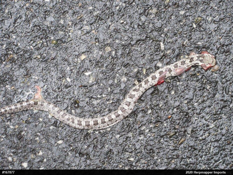 Eastern Ratsnake