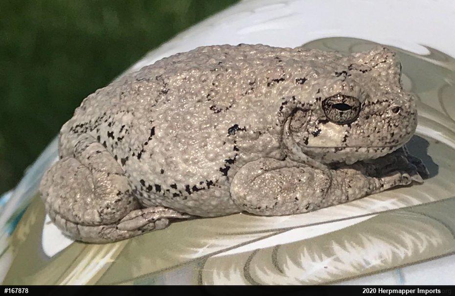 Unknown Gray Treefrog