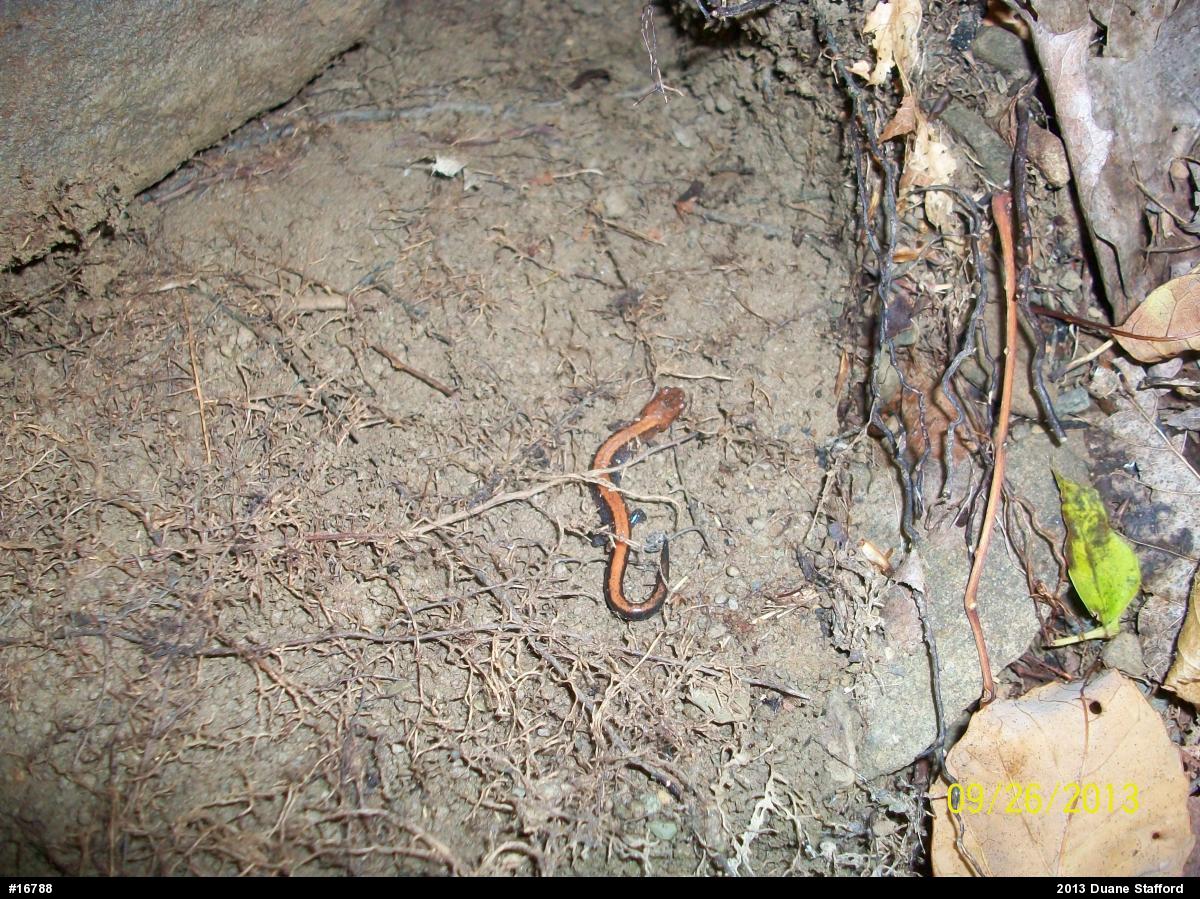 Eastern Red-backed  Salamander