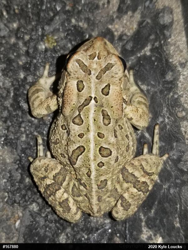 Fowler's Toad