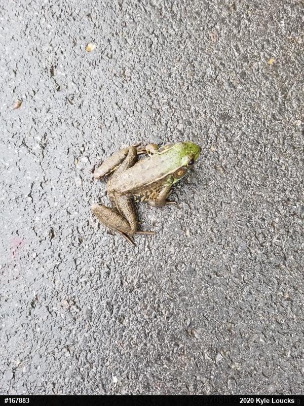 Green Frog