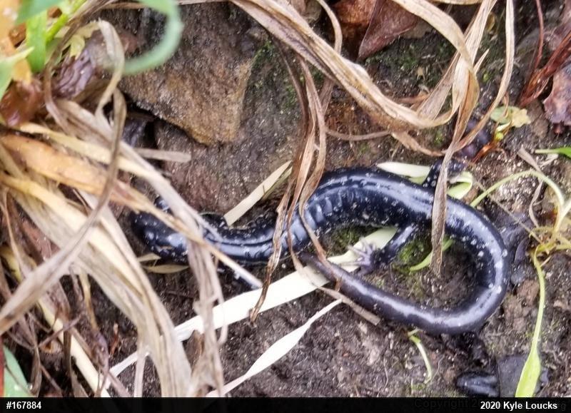 Northern Slimy Salamander