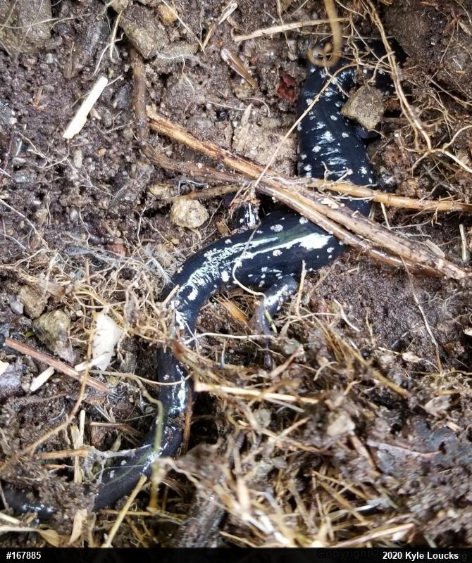 Northern Slimy Salamander