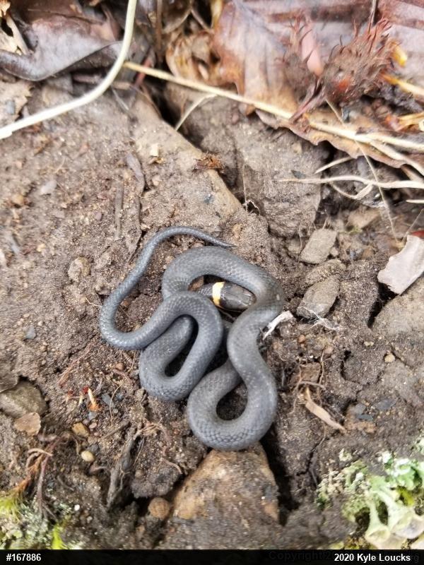 Northern Ring-necked Snake