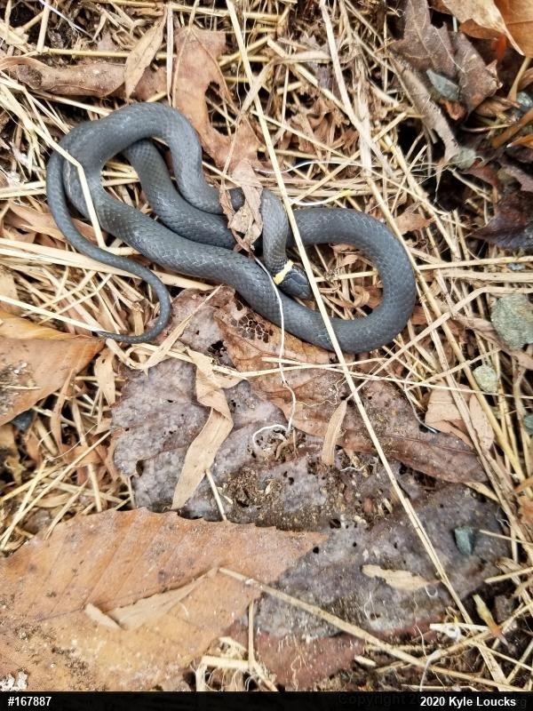 Northern Ring-necked Snake