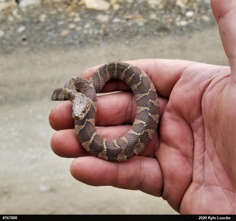Northern Watersnake