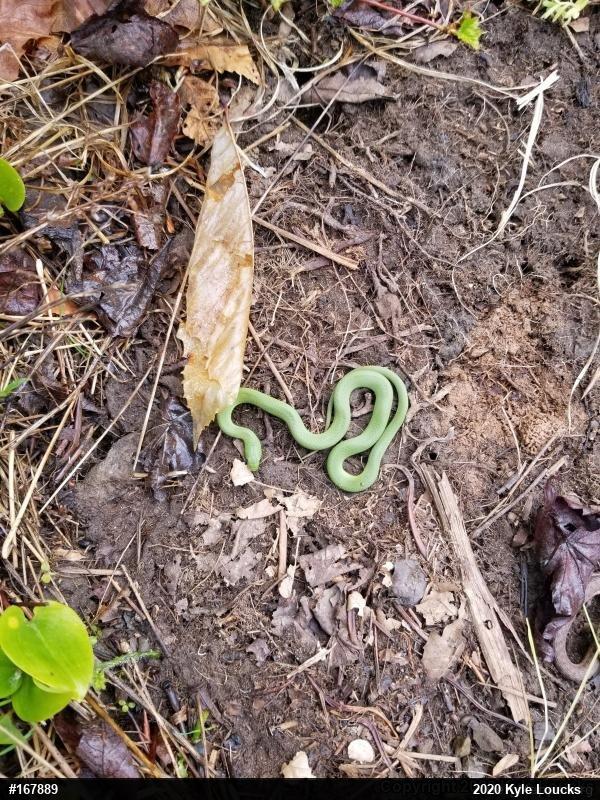 Smooth Greensnake