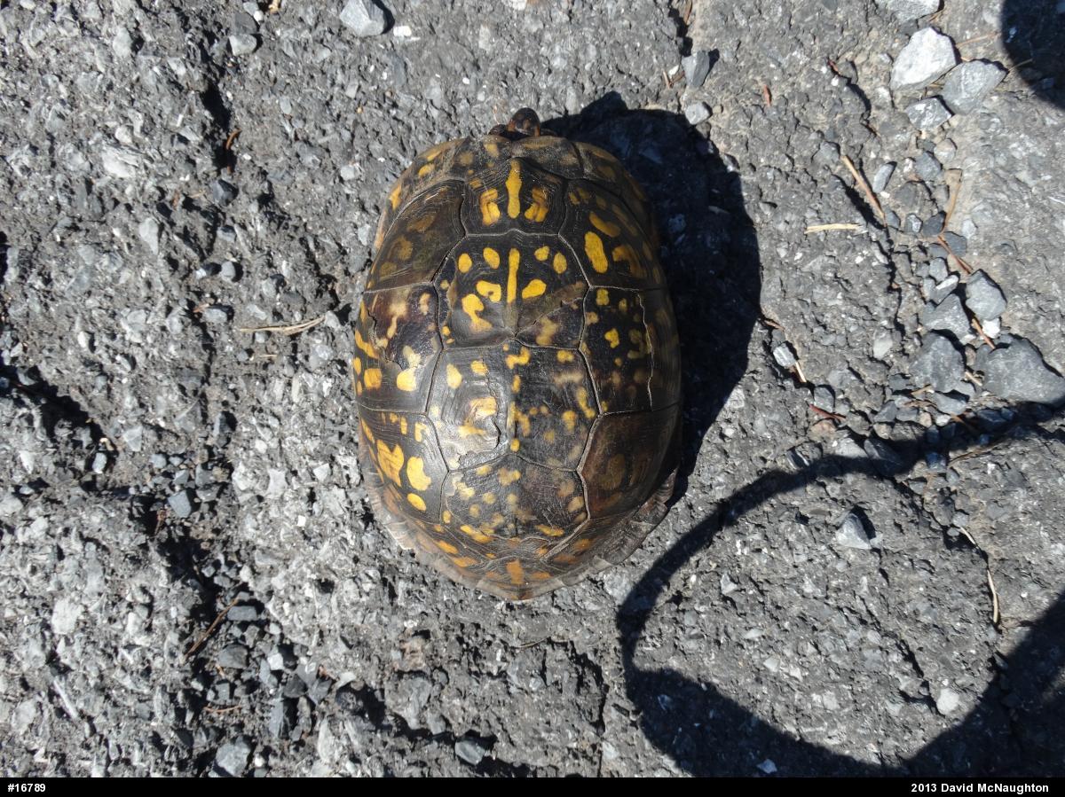 Eastern Box Turtle
