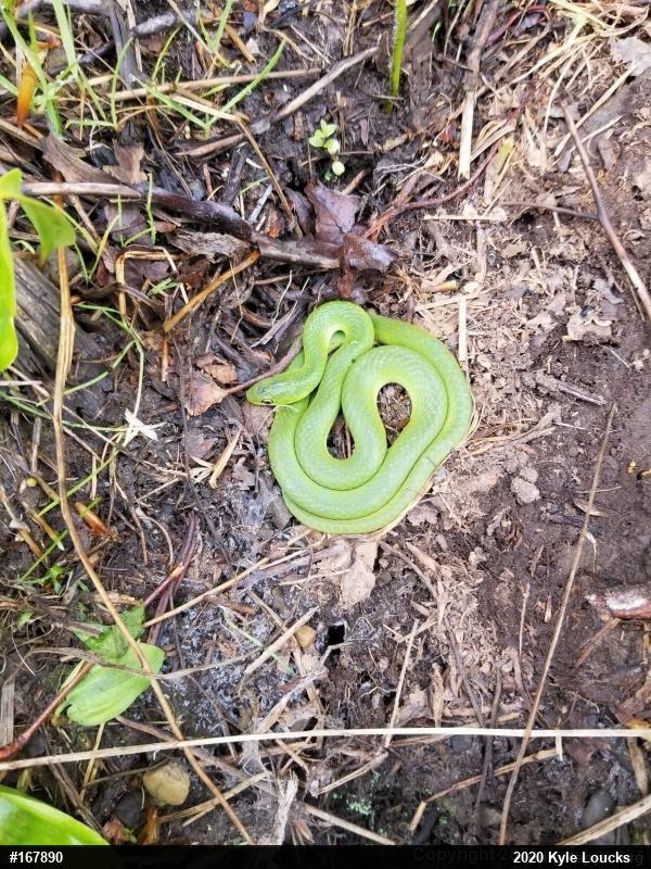 Smooth Greensnake
