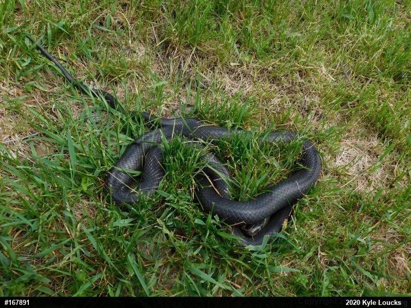 Eastern Ratsnake