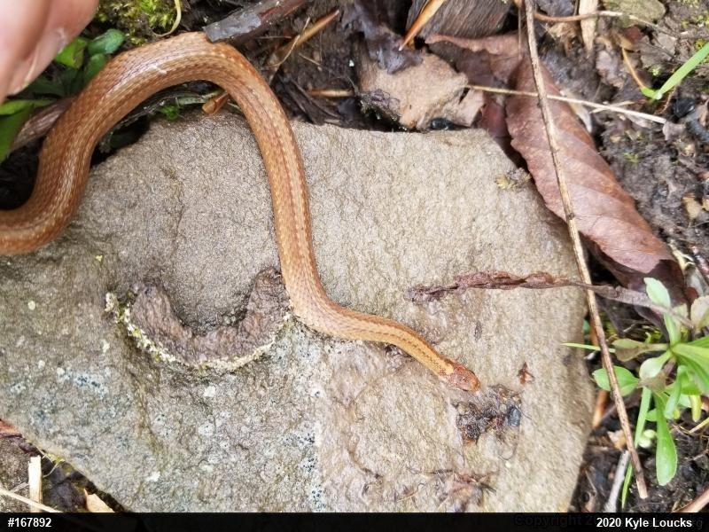 Red-bellied Snake