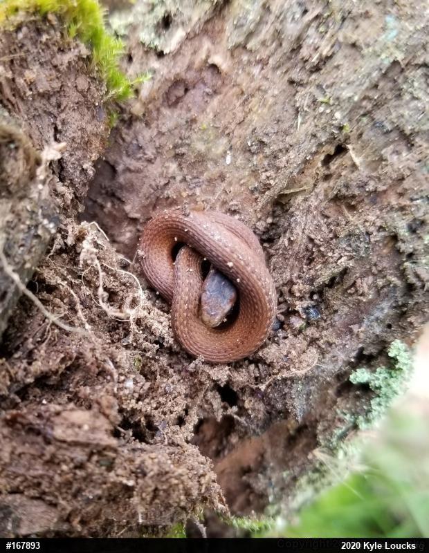 Red-bellied Snake