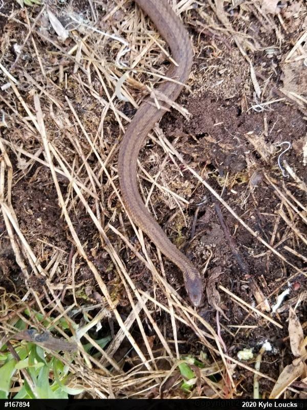 Red-bellied Snake