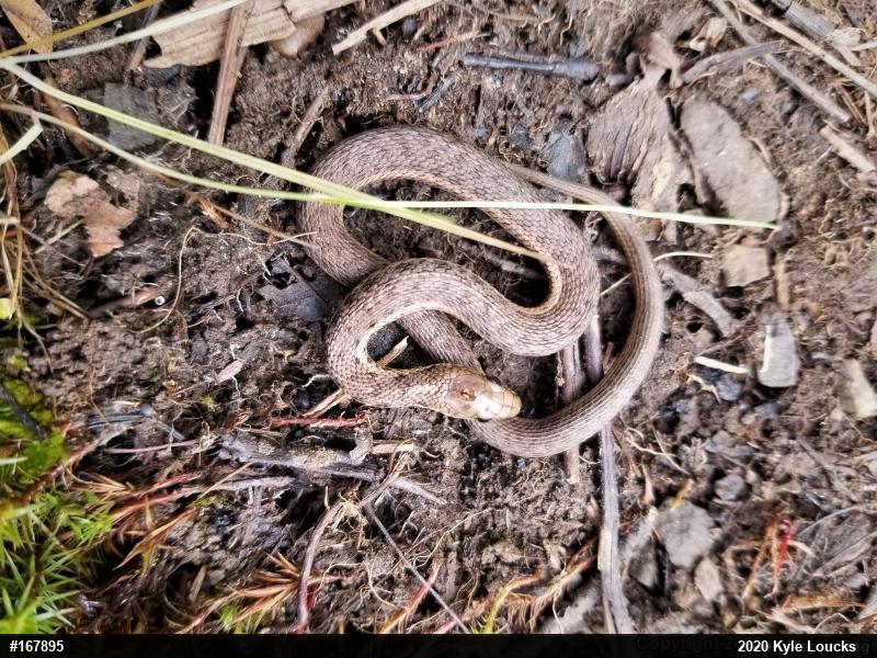 Eastern Gartersnake