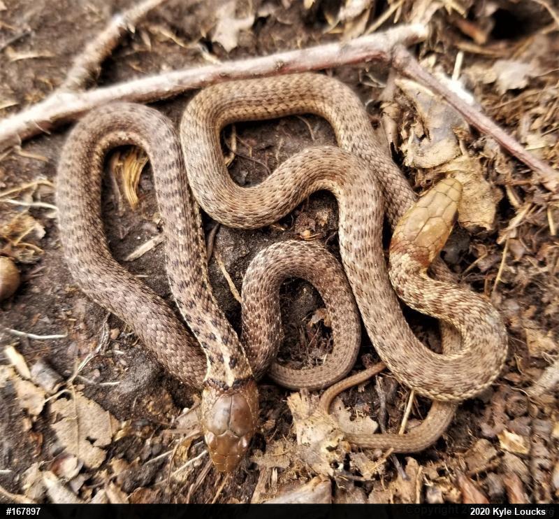 Eastern Gartersnake