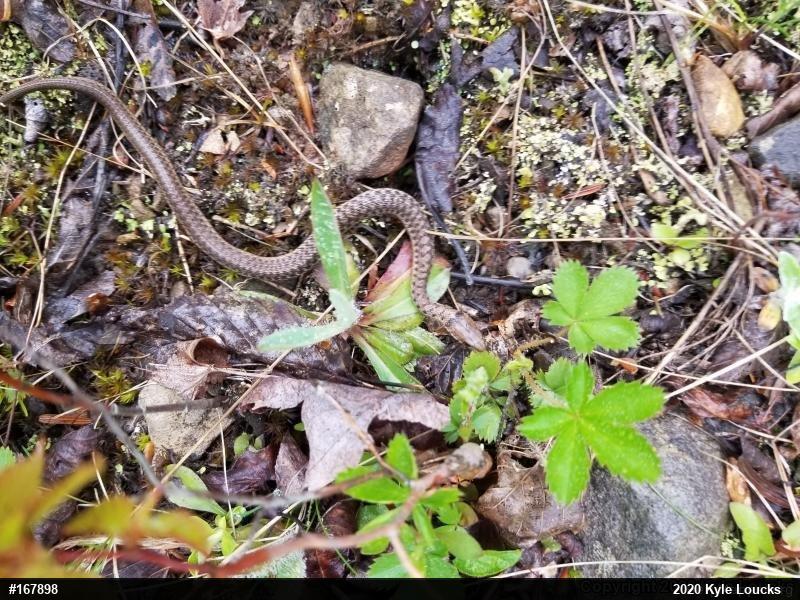 Eastern Gartersnake