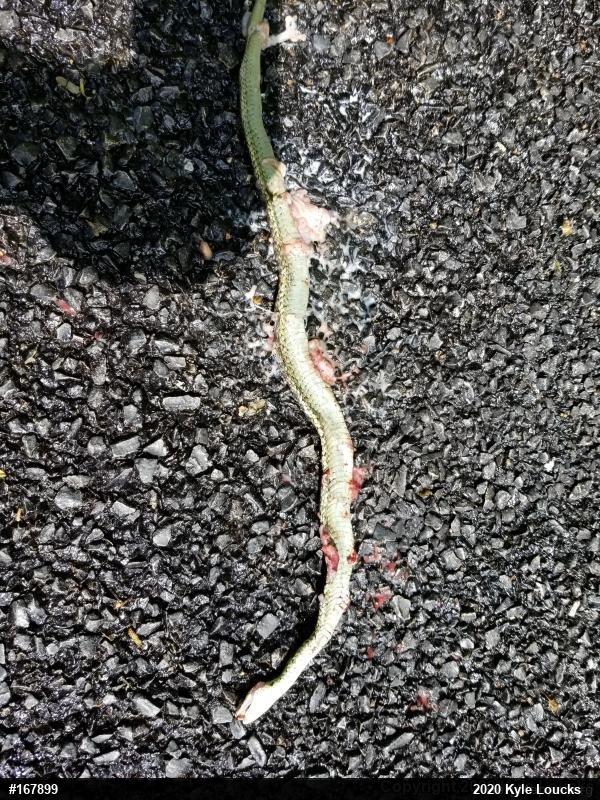 Eastern Gartersnake