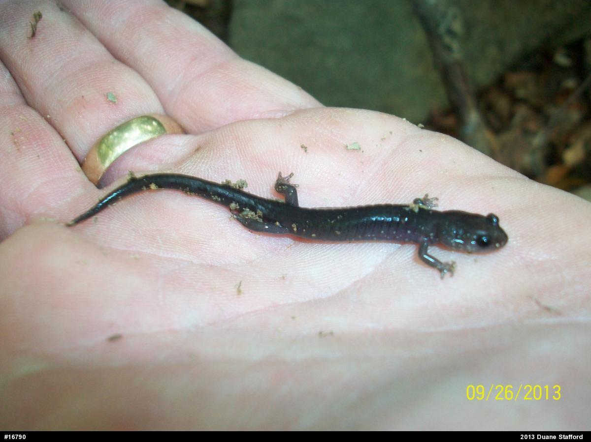 Wehrle's Salamander