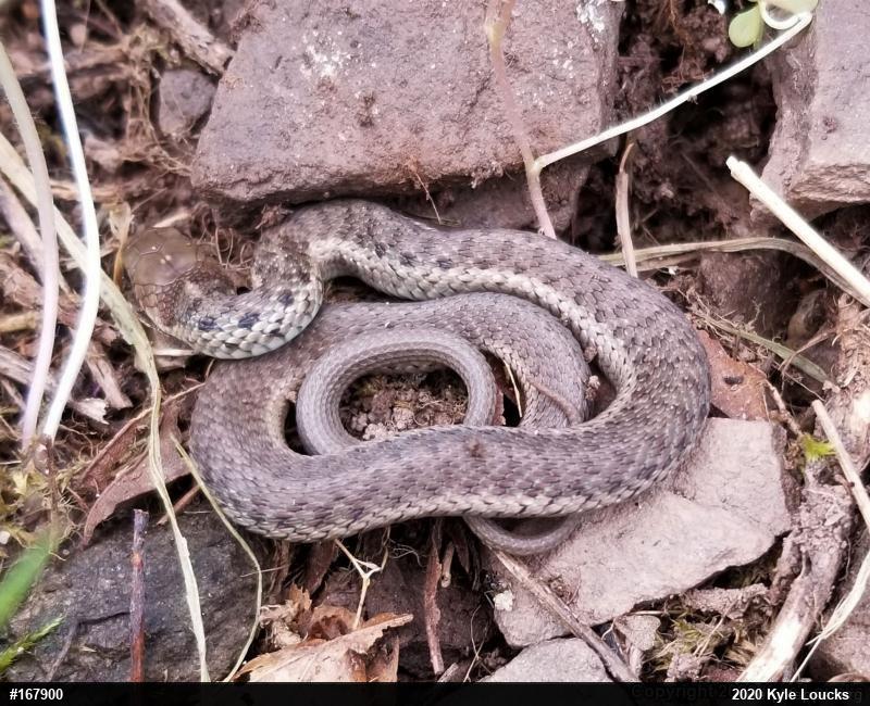 Eastern Gartersnake