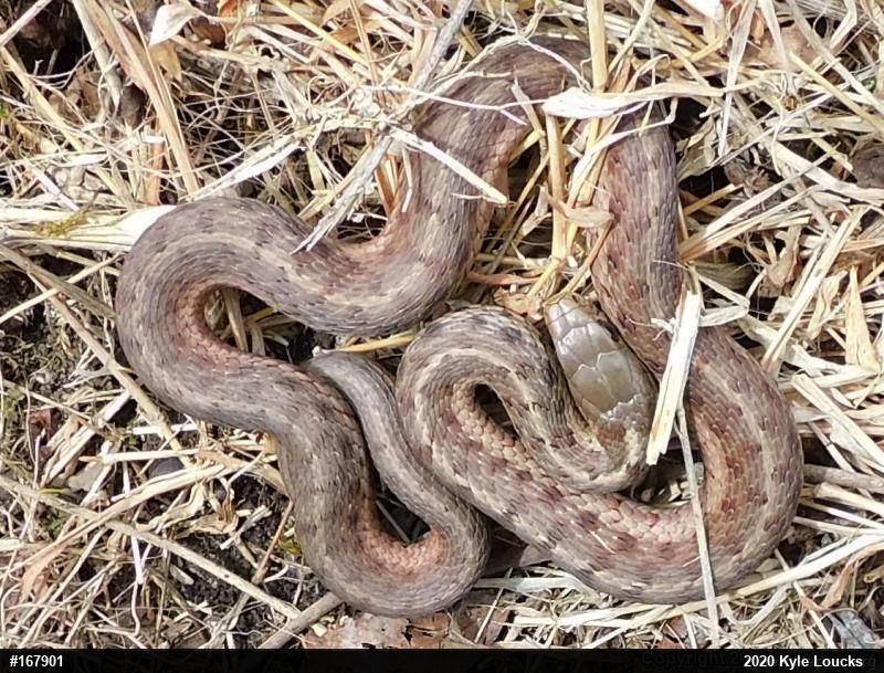 Eastern Gartersnake