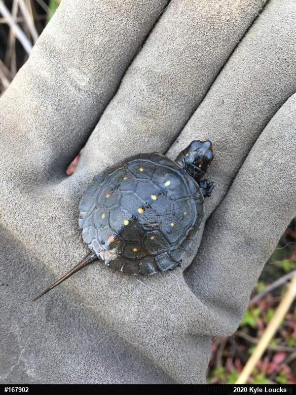 Spotted Turtle