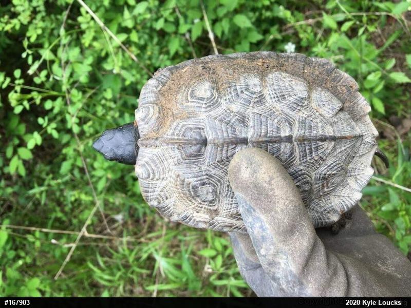 Wood Turtle