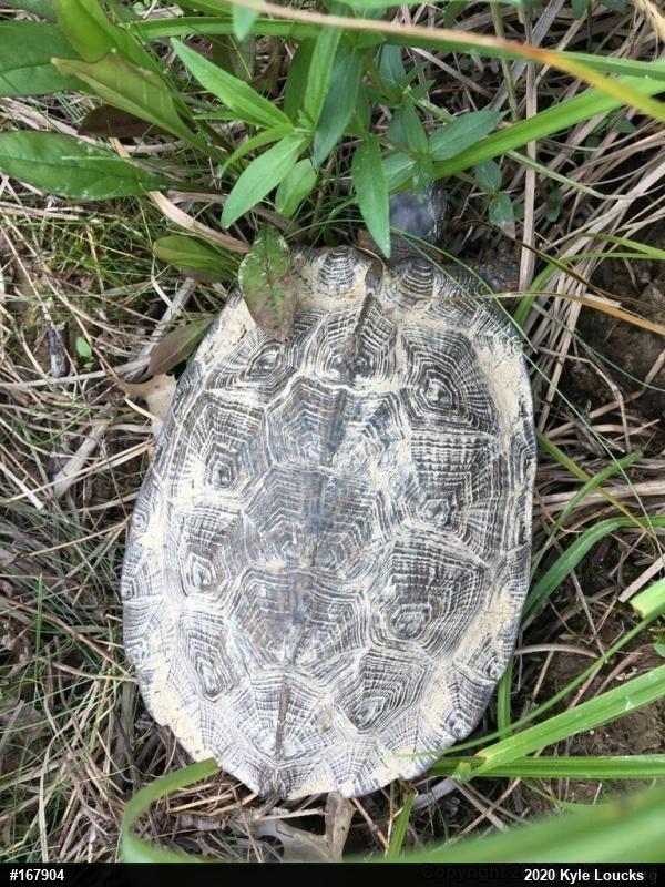 Wood Turtle