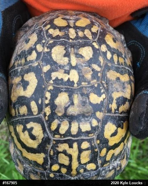 Eastern Box Turtle