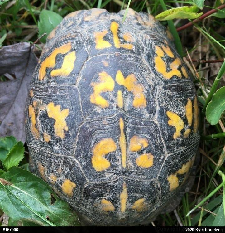 Eastern Box Turtle