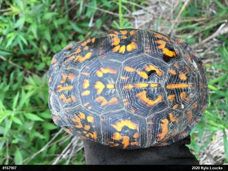 Eastern Box Turtle