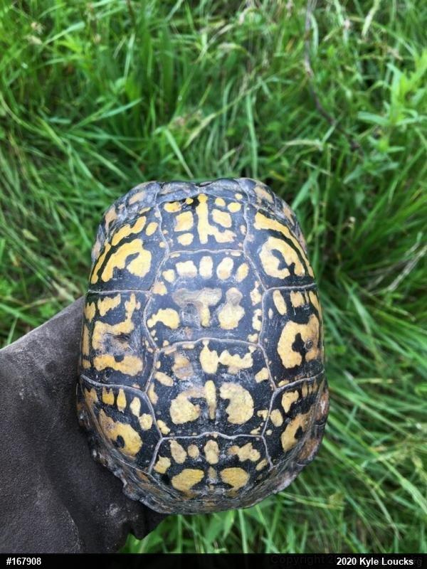 Eastern Box Turtle