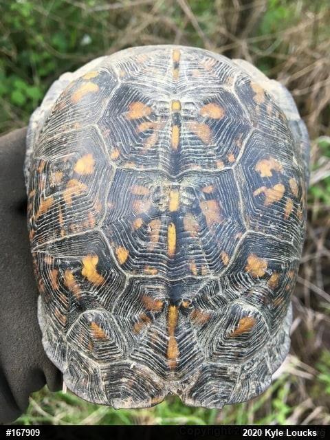 Eastern Box Turtle