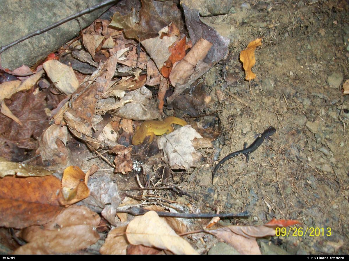 Red-spotted Newt