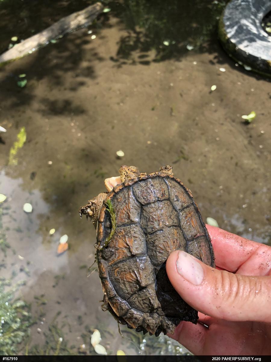 Snapping Turtle