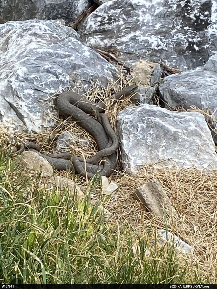 Northern Watersnake