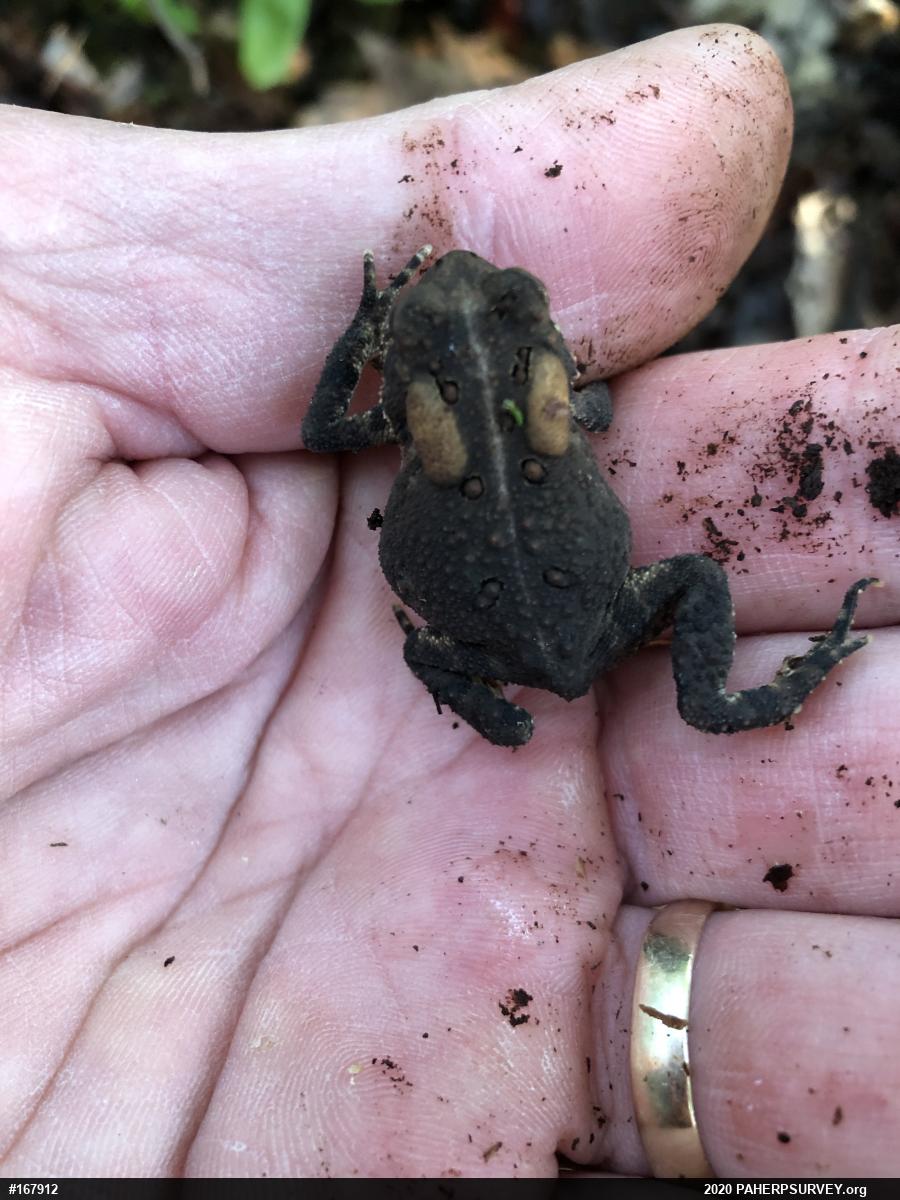 Eastern American Toad