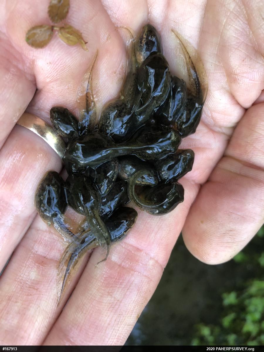 True Frogs