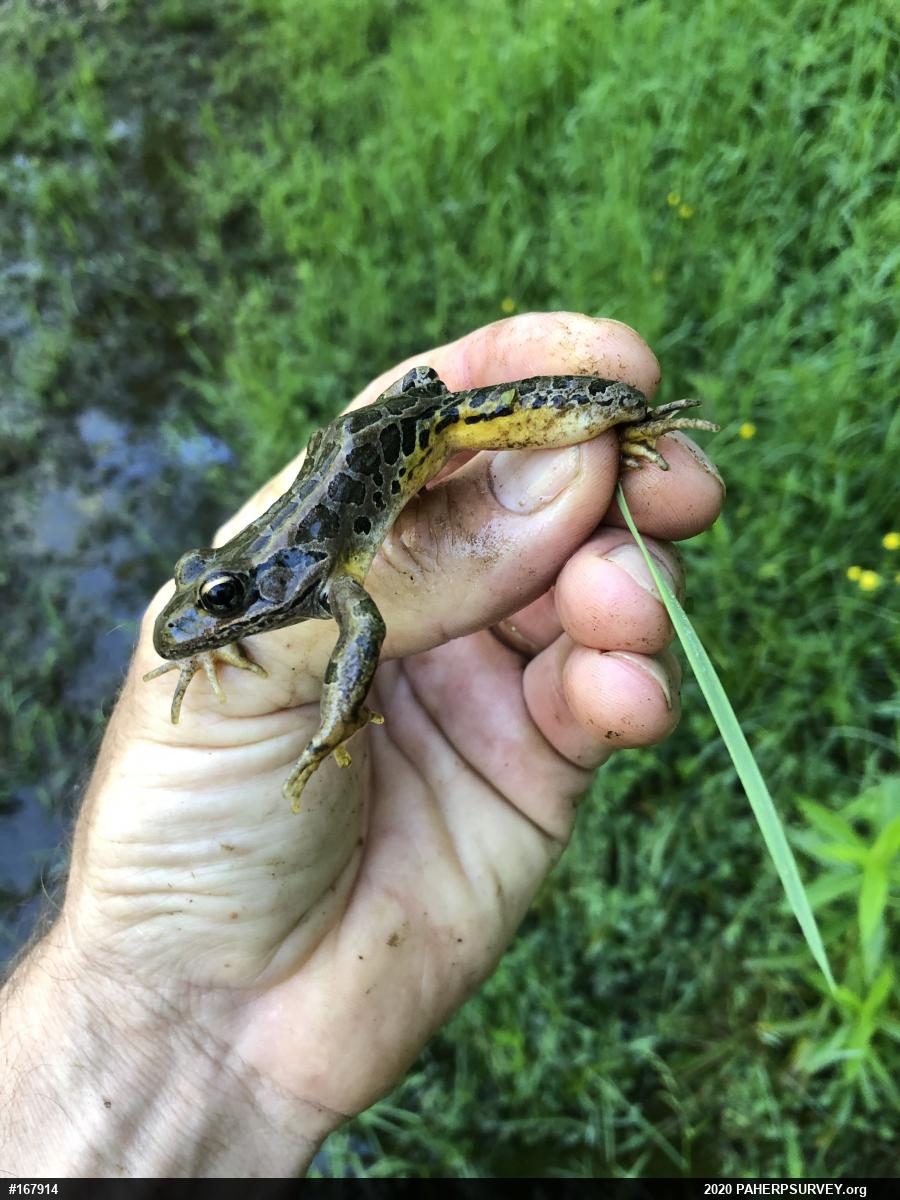 Pickerel Frog