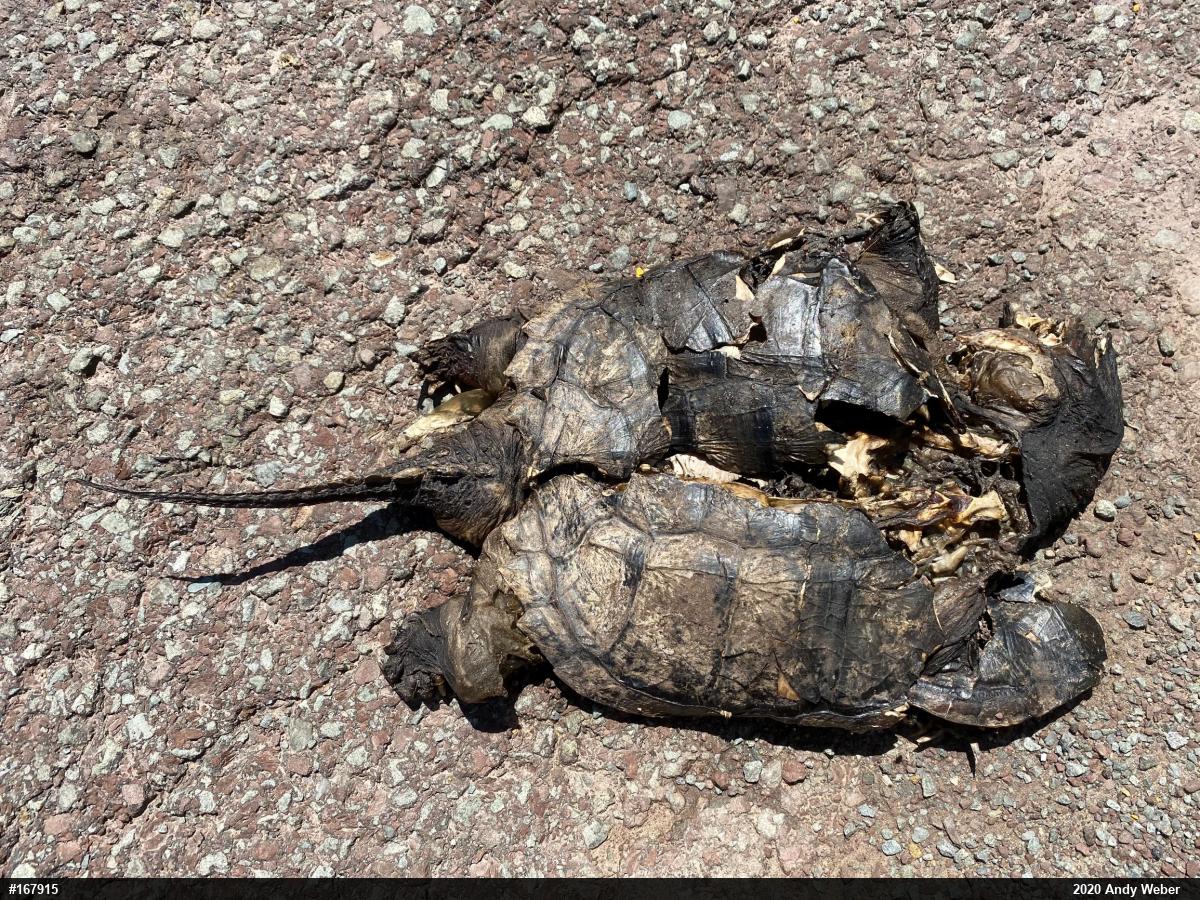 Snapping Turtle